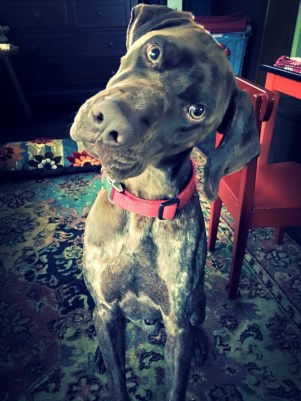 P.S.  You are the first dog I have ever owned, and you may very well be the last. I have invested far too much time and money to get rid of you, and like the girls, your cuteness redeems you.